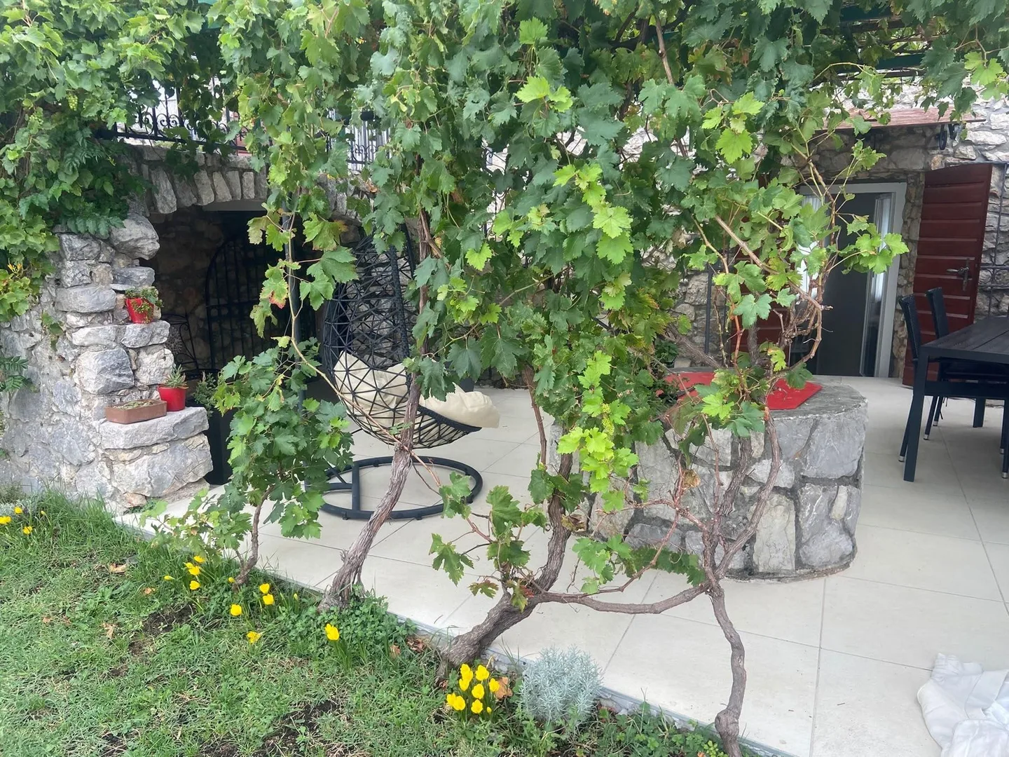 A vine climbing from the lawn onto the terrace pergola